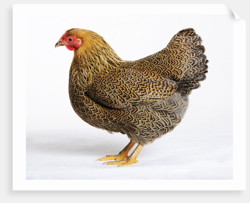 Wyandotte by Anonymous