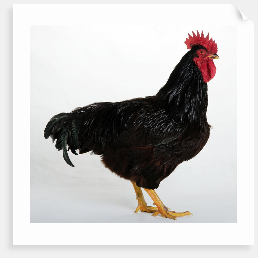 Rhode Island Red by Anonymous