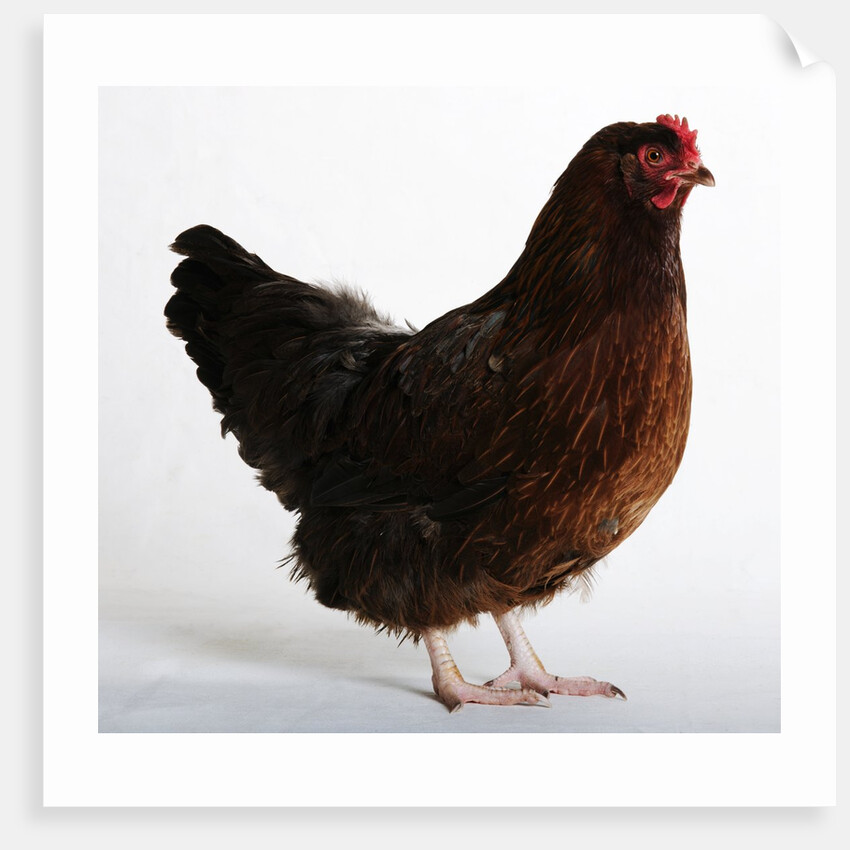 Buckeye by Anonymous