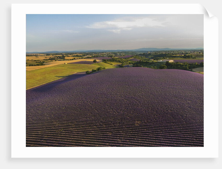 Lavender field around Valensole by Anonymous
