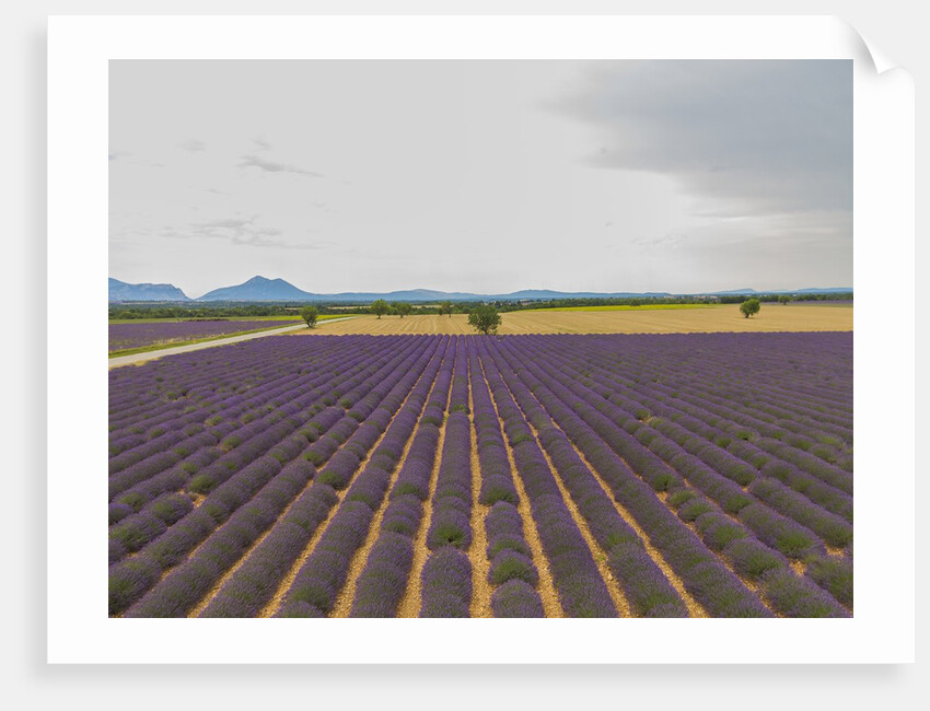 Lavender field around Valensole by Anonymous