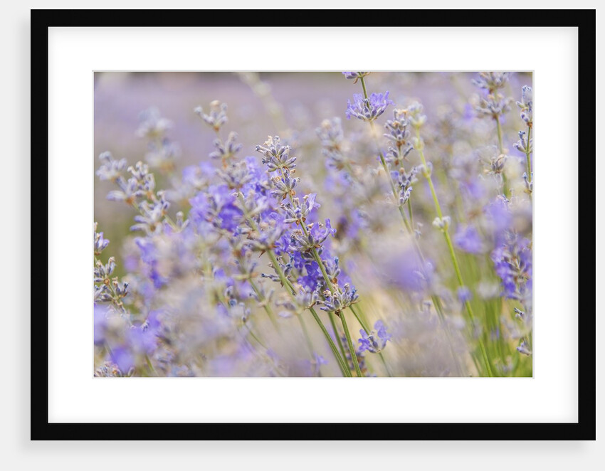 Lavender fields near Sault by Anonymous