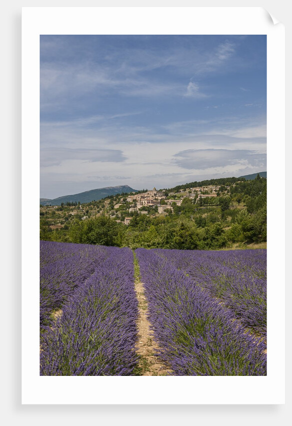 Lavender fields near Aurel by Anonymous