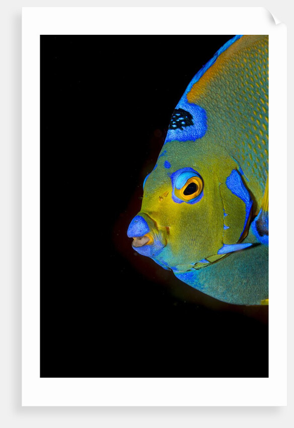 Close-up Queen angelfish. by Anonymous
