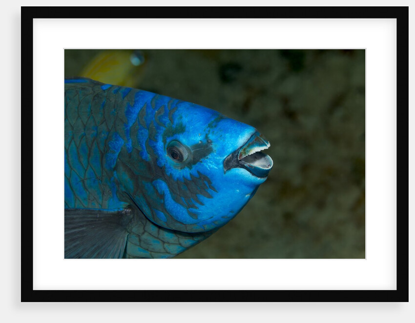Midnight parrotfish (Scarus coelestinus). by Anonymous