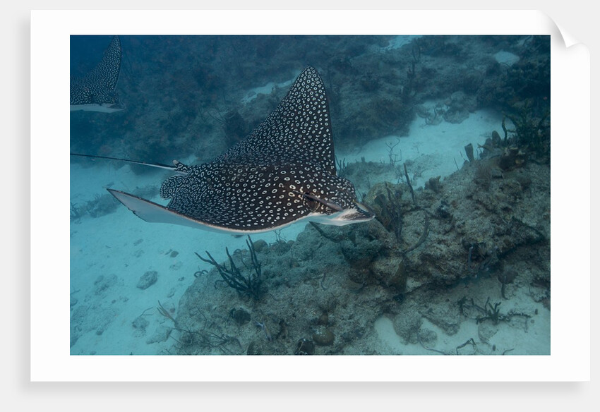 Spotted eagle ray (Aetobatus narinari). by Anonymous