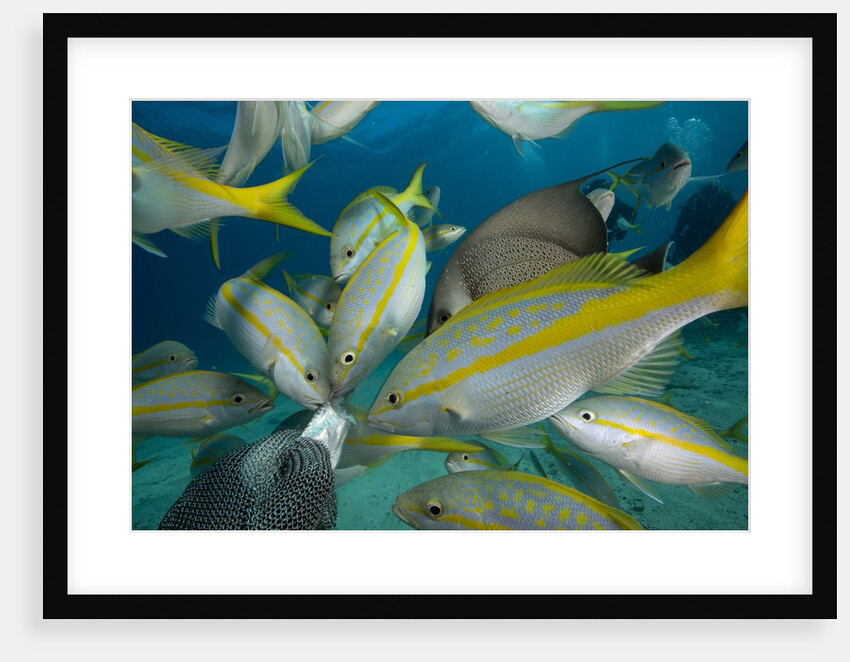 Hand feeding of Saltwater Fish. by Anonymous