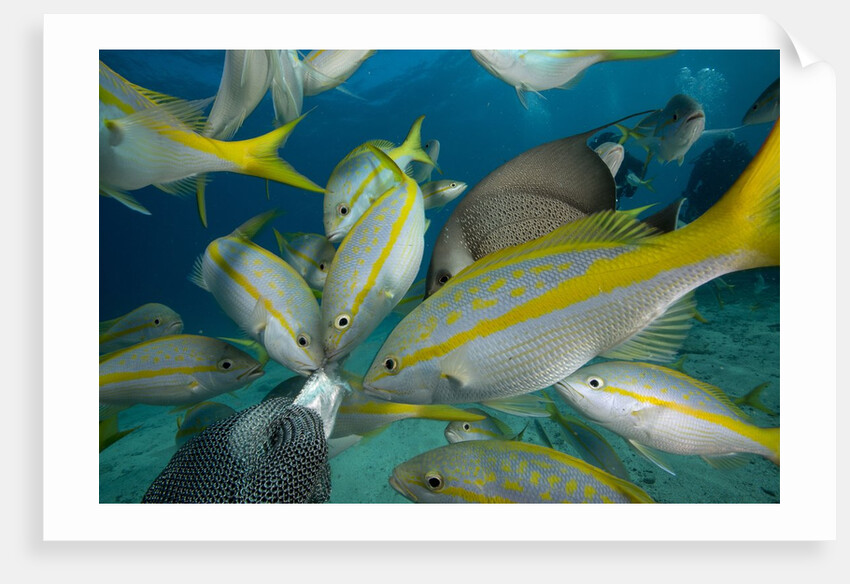 Hand feeding of Saltwater Fish. by Anonymous
