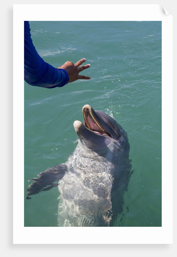 Bottlenose dolphin interacts with Trainer. by Anonymous
