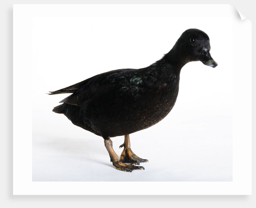 Call Duck by Anonymous