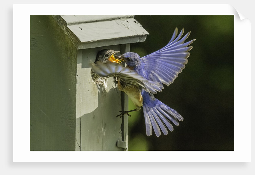 Eastern Bluebird by Anonymous