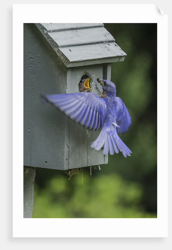 Eastern Bluebird by Anonymous