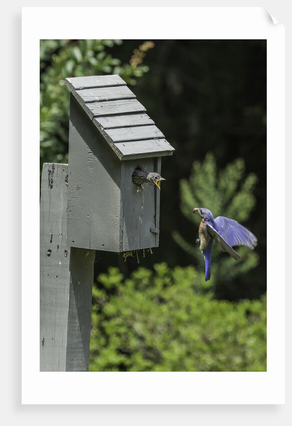Eastern Bluebird by Anonymous