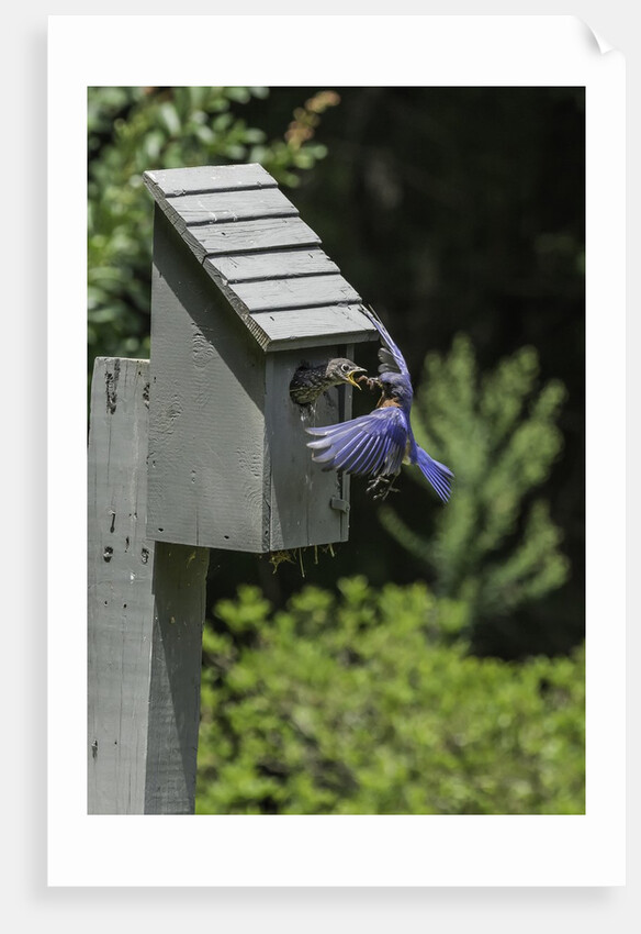 Eastern Bluebird by Anonymous
