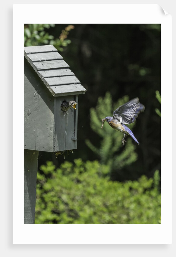 Eastern Bluebird by Anonymous