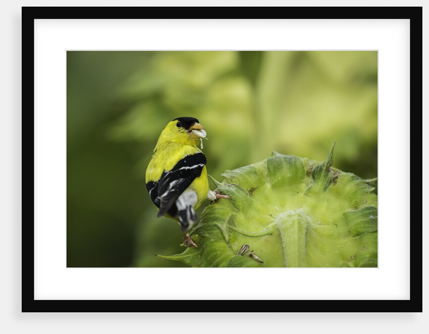 American Goldfinch by Anonymous