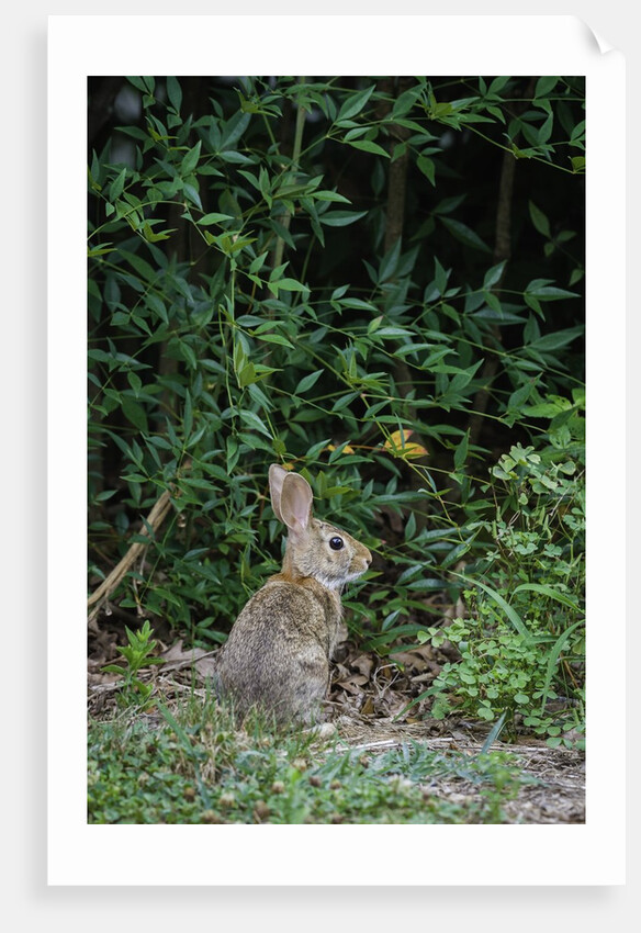 Eastern Cottontail Rabbit by Anonymous