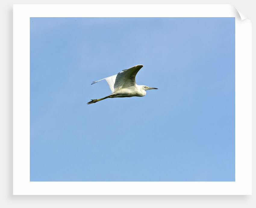 Great Egret by Anonymous