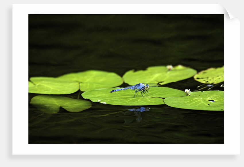 Dragonfly by Anonymous