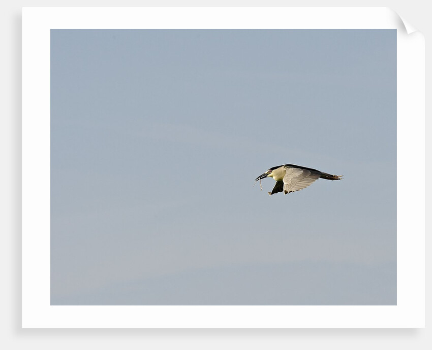 Black-crowned Night Heron by Anonymous