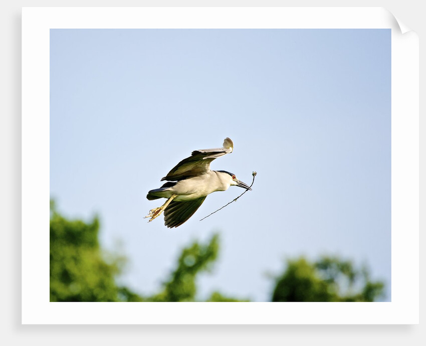 Black-crowned Night Heron by Anonymous