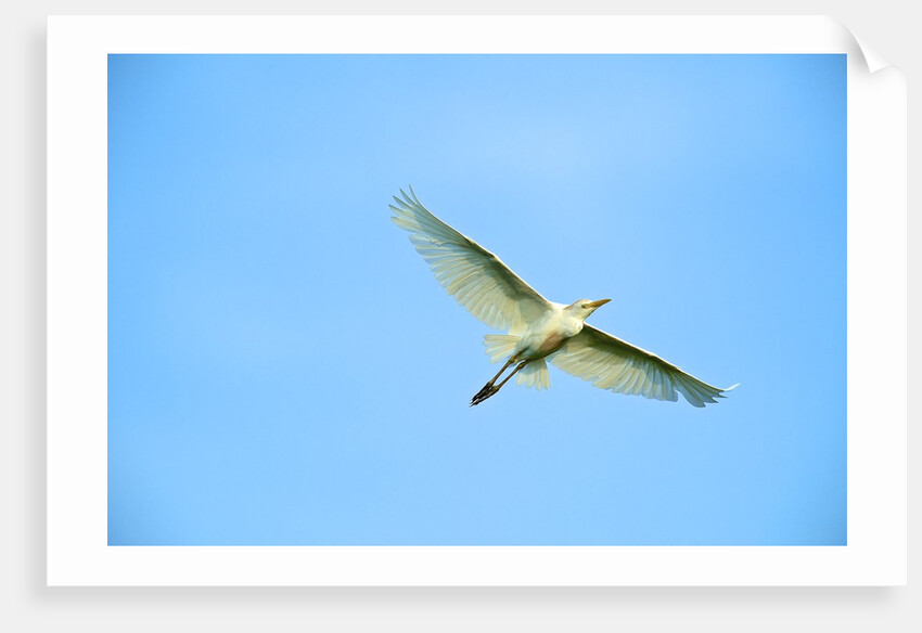 Cattle Egret by Anonymous