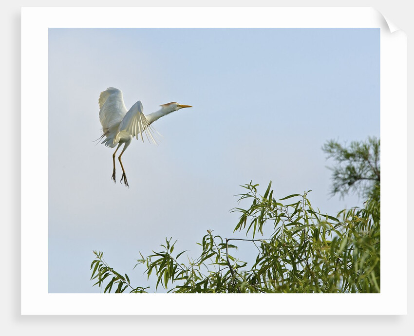 Cattle Egret by Anonymous