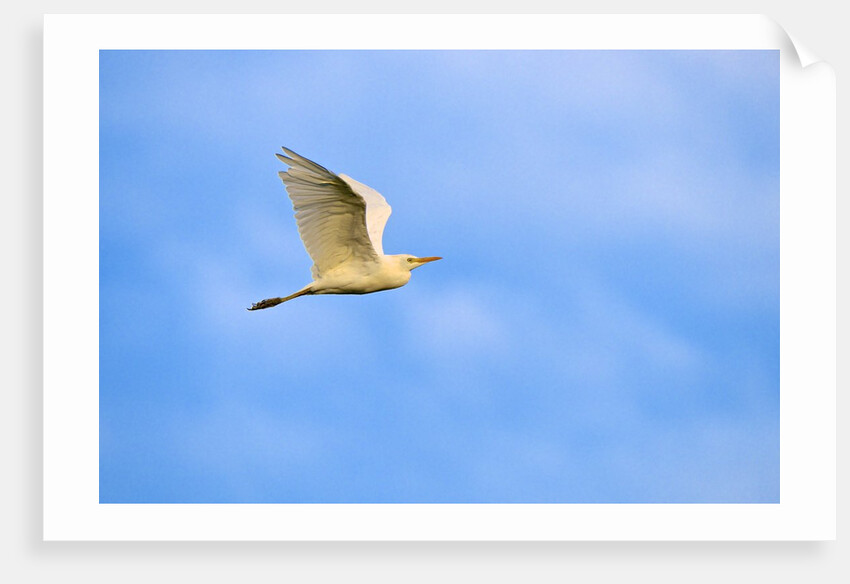 Cattle Egret by Anonymous