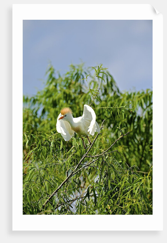 Cattle Egret by Anonymous