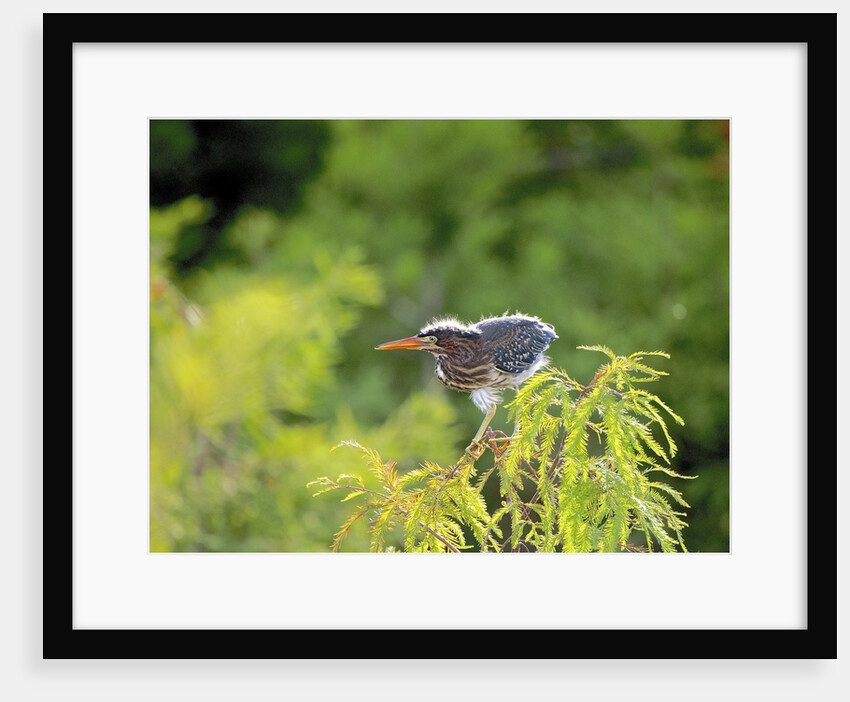 Green Heron by Anonymous