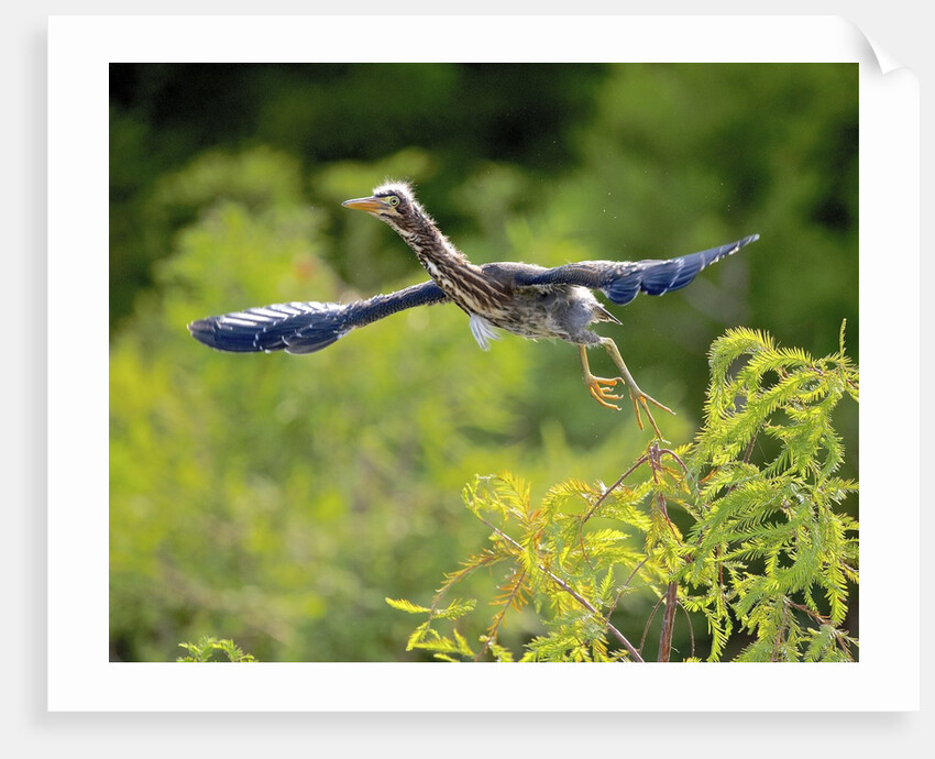 Green Heron by Anonymous
