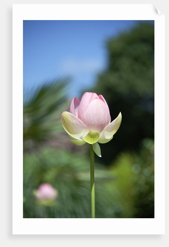 NC State Garden's Raleigh, NC by Anonymous