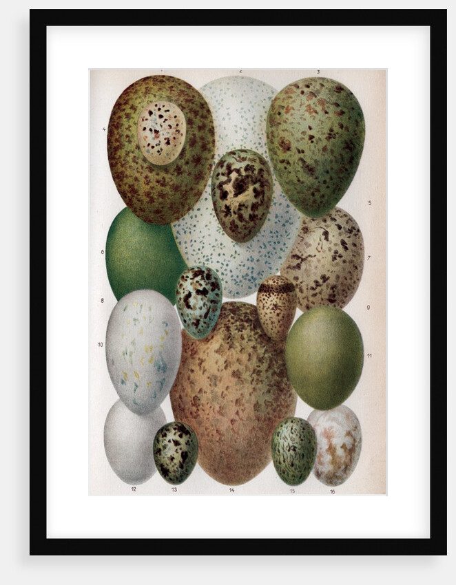 Scientific Illustration of Various Eggs #1 by Anonymous