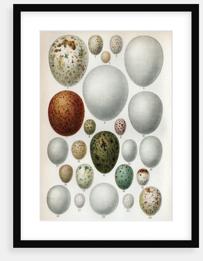 Scientific Illustration Of Various Eggs #2 by Anonymous