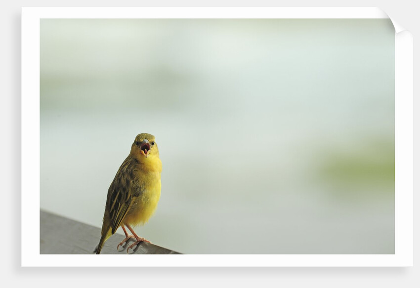 Kenya, Amboseli National Park, yellow canary or Weaver by Anonymous