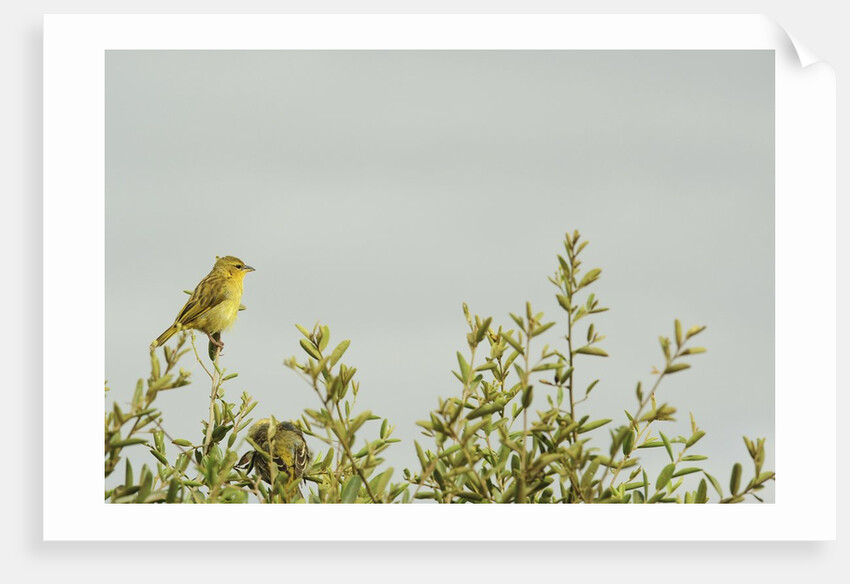 Kenya, Amboseli National Park, yellow canary or Weaver by Anonymous