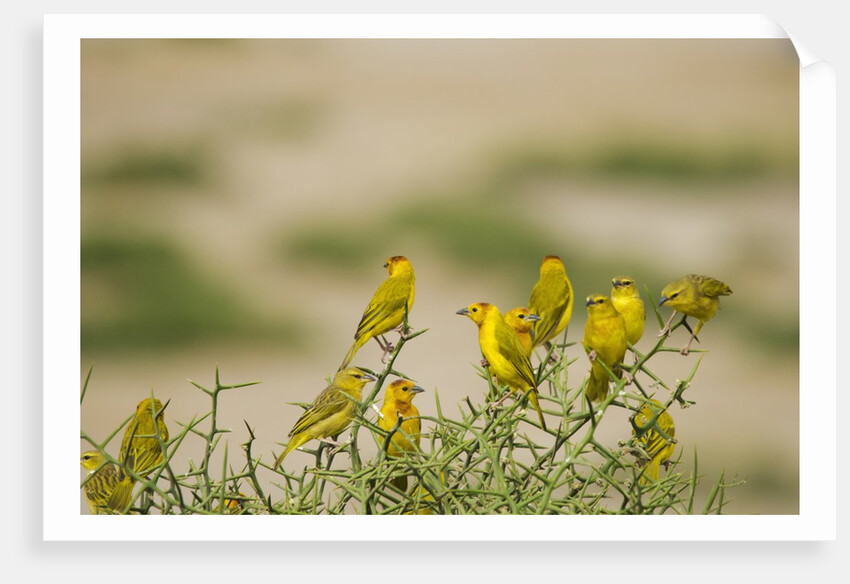 Kenya, Amboseli National Park, Yellow canary or weaver by Anonymous