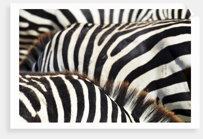 Kenya, Amboseli National Park, close up on zebra stripes by Anonymous