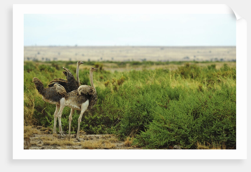 Kenya, Amboseli National Park, 2 female ostrich by Anonymous