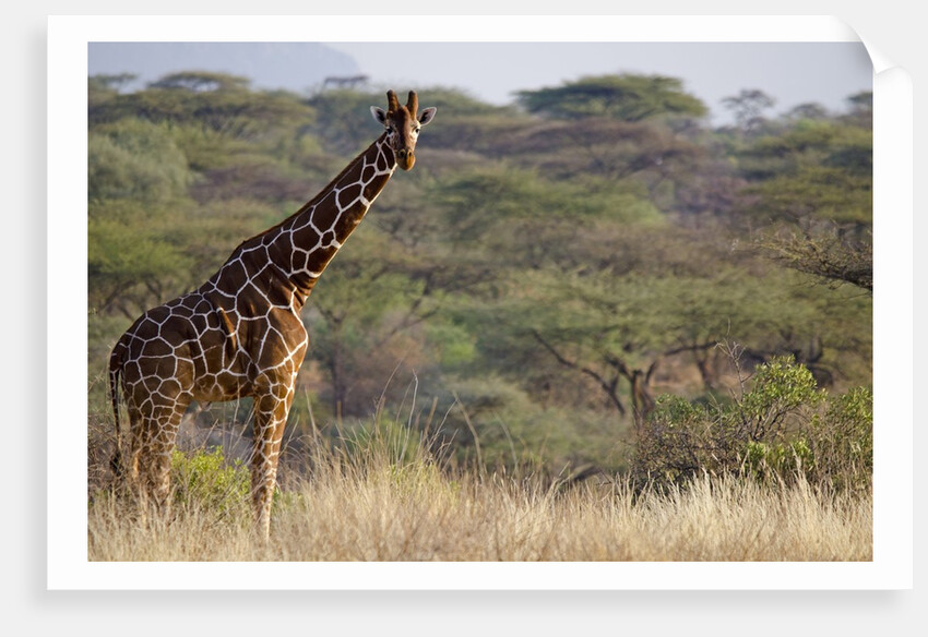 Kenya, Laikipia, Il Ngwesi, Reticulated Giraffe in the bush by Anonymous