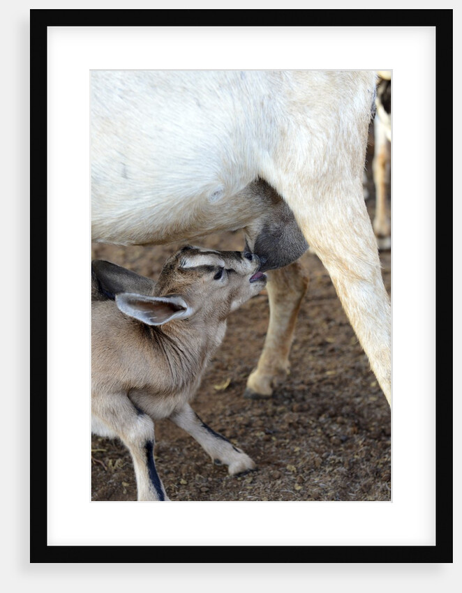 Kenya, Laikipia, Il Ngwesi, goat feeding her baby by Anonymous