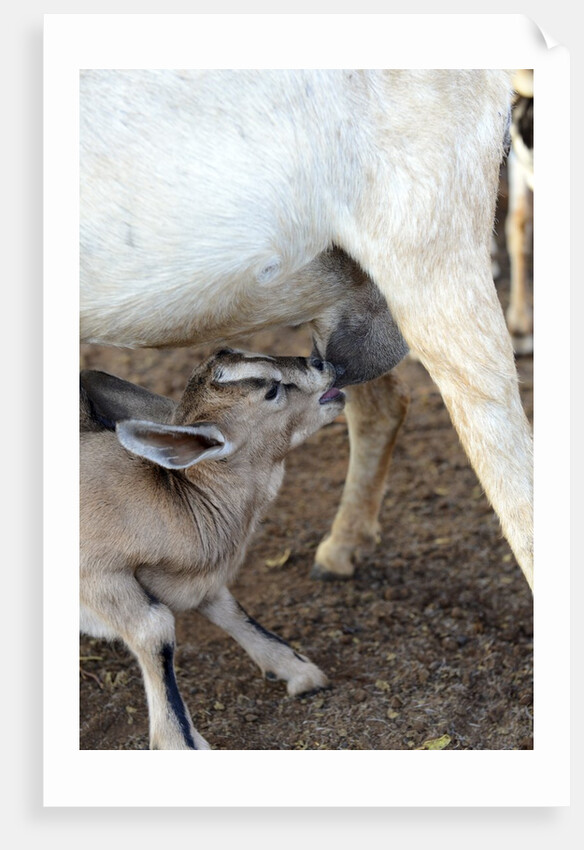 Kenya, Laikipia, Il Ngwesi, goat feeding her baby by Anonymous