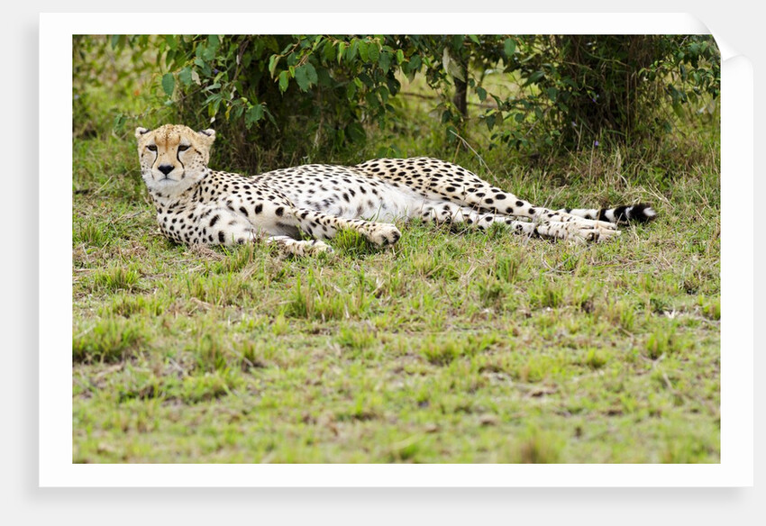 Kenya, Masai Mara National Reserve, cheetah lying and resting by Anonymous