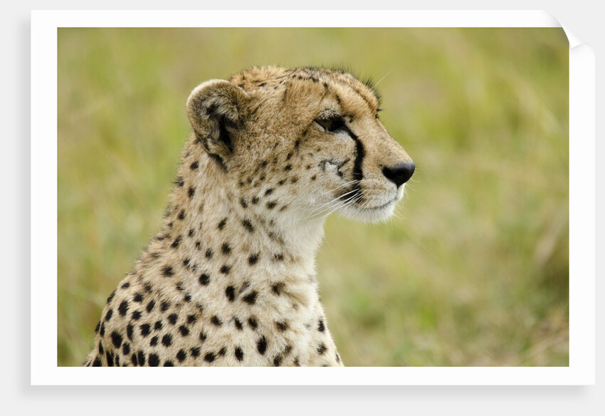 Kenya, Masai Mara National Reserve, cheetah alert in the savanna ready to chase for a kill by Anonymous