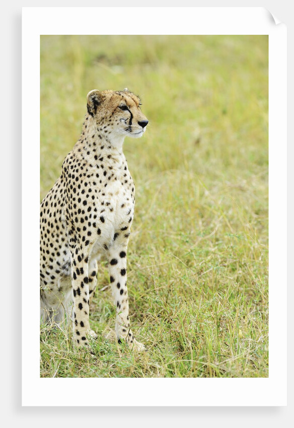 Kenya, Masai Mara National Reserve, cheetah alert in the savanna ready to chase for a kill by Anonymous