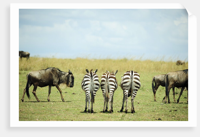 Kenya, Masai Mara National Reserve, rear view of zebras looking at the plain by Anonymous