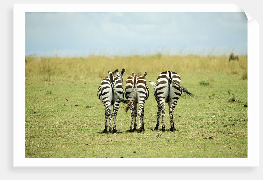 Kenya, Masai Mara National Reserve, rear view of zebras looking at the plain by Anonymous