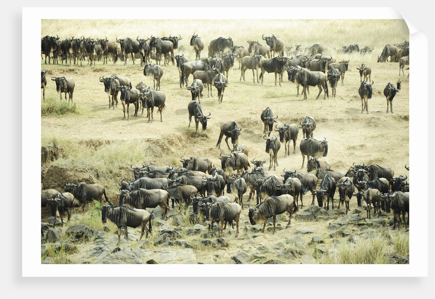 Kenya, Masai Mara National Reserve, zebras and wildebeests ready for the great migration by Anonymous