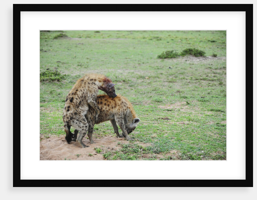 Kenya, Masai Mara National Reserve, hyena mating by Anonymous