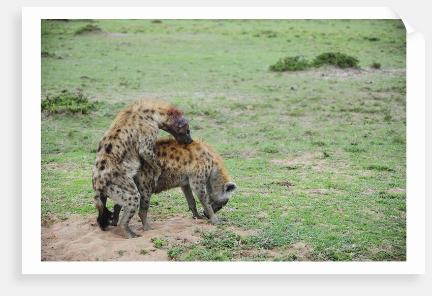 Kenya, Masai Mara National Reserve, hyena mating by Anonymous